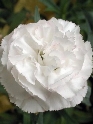 Afl5020 Wht/Mrn Big Leaf/ Roses Reeds