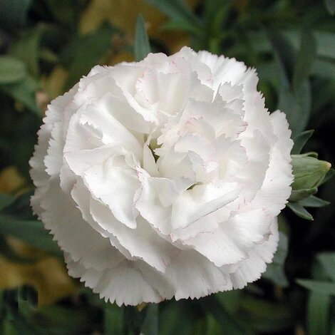 Afl5020 Wht/Mrn Big Leaf/ Roses Reeds